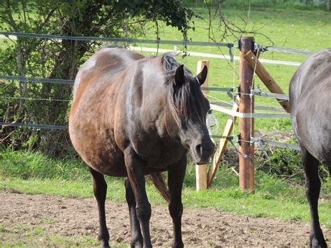 accouplement cheval vache